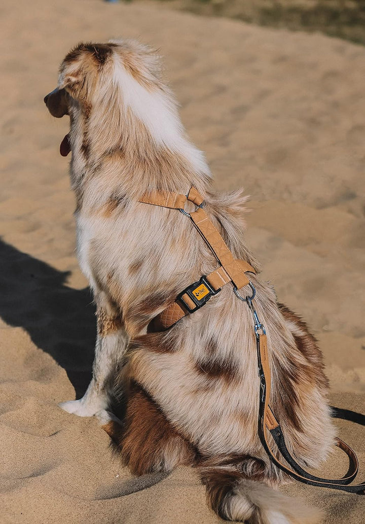 Dingo Hundegeschirre Guard Terra Sand Grosse S (1,6 cm; B: 24-45 cm) Beige 94421 S Beige, S Beige
