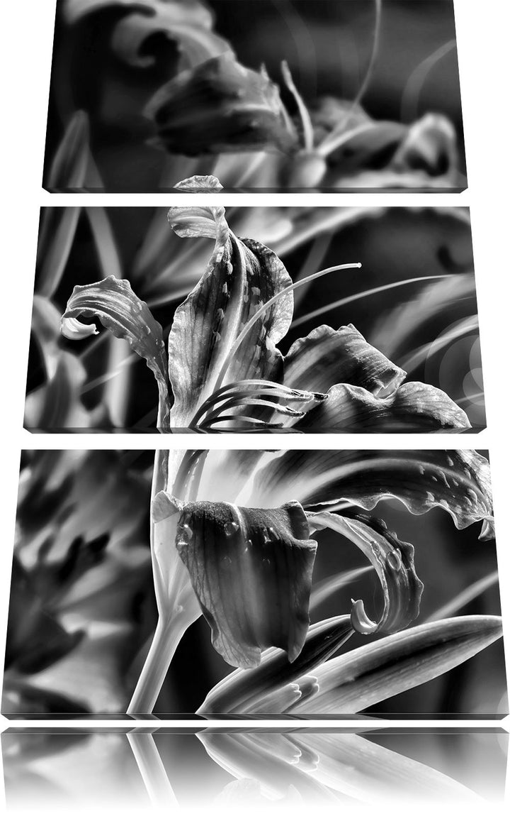 Pixxprint Lilie mit Wassertropfen als Leinwandbild/Grösse: 3 Teilig (120x80) cm/Wandbild/Kunstdruck/