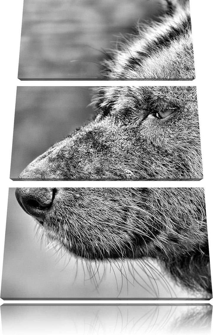 Pixxprint Hyäne im Seitenprofil als Leinwandbild/Grösse: 3 Teilig (120x80) cm/Wandbild/Kunstdruck/fe