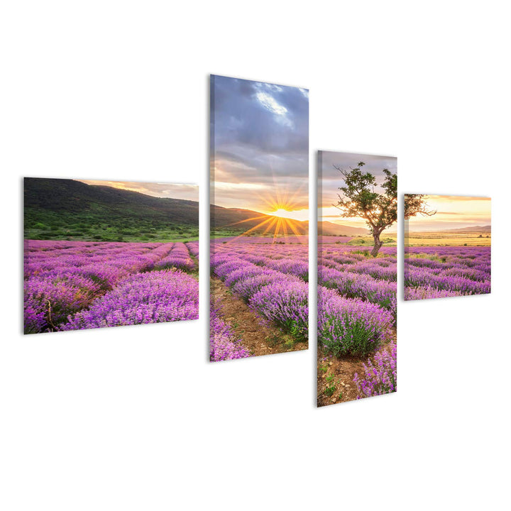islandburner Bild Bilder auf Leinwand atemberaubende Landschaft mit Lavendelfeld bei Sonnenaufgang W