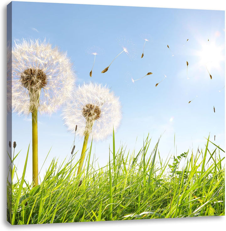 Pixxprint Pusteblumen auf Frühlingswiese / 70x70cm Leinwandbild bespannt auf Holzrahmen/Wandbild Kun