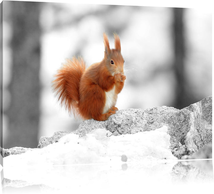niedliches Eichhörnchen in verschneitem Wald schwarz/weiss Format: 100x70 auf Leinwand, XXL riesige