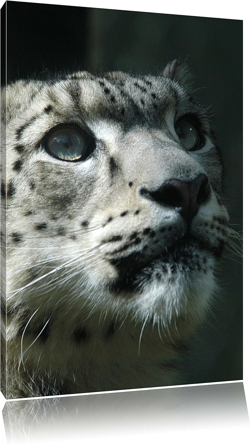 Pixxprint Leopard, Format: 100x70 auf Leinwand, XXL riesige Bilder fertig gerahmt mit Keilrahmen, Ku