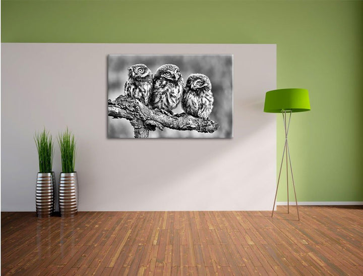 Pixxprint DREI Eulen auf AST als Leinwandbild/Grösse: 100x70 cm/Wandbild/Kunstdruck/fertig bespannt,