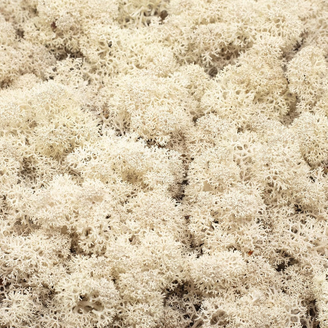 Karton Islandmoos Natur - 500g