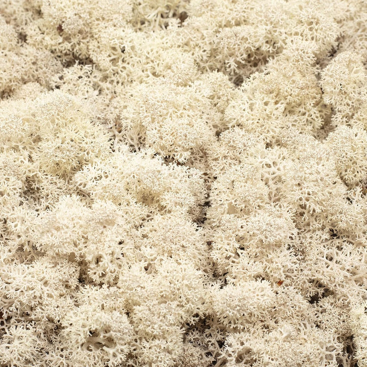 Karton Islandmoos Natur - 500g