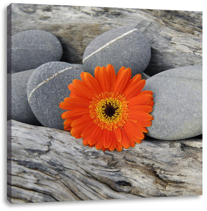 Pixxprint Gerbera zwischen Zen Steinen als Leinwandbild/Grösse: 70x70 cm/Wandbild/Kunstdruck/fertig