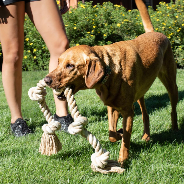 Fida Hundespielzeug aus Seil für aggressive Kauer, interaktives, robustes Hundespielzeug für mittelg