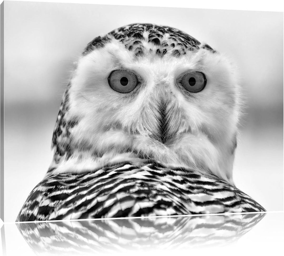 Monocrome, Schnee-Eule , Format: 100x70 auf Leinwand, XXL riesige Bilder fertig gerahmt mit Keilrahm