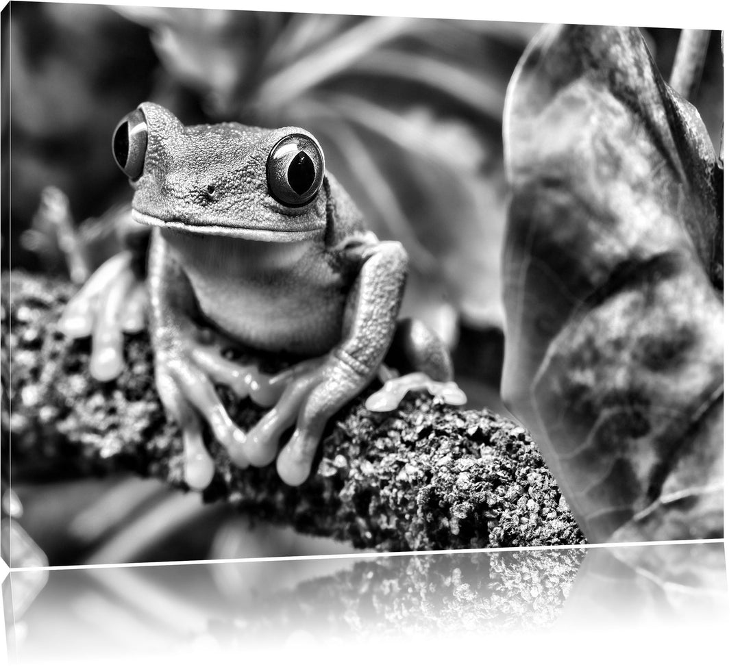 Pixxprint Rotaugenlaubfrosch auf AST als Leinwandbild/Grösse: 100x70 / Wandbild/Kunstdruck/fertig be