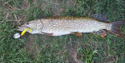 Chatterbait von Twin-Turner®, Set 4 St., Köderherstellung seit 2004, Kunstköder, Spinnköder, Blinker