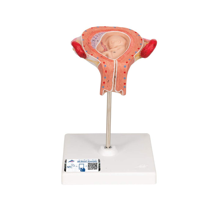 3B Scientific Menschliche Anatomie - Fetus Modell, 3. Monat + kostenlose Anatomie App - 3B Smart Ana