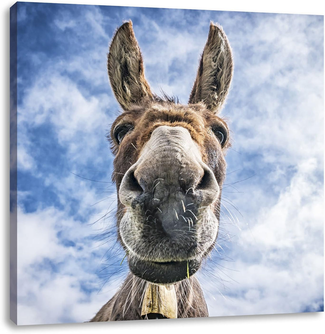 Pixxprint Lustiger Esel, Format: 70x70 auf Leinwand, XXL riesige Bilder fertig gerahmt mit Keilrahme