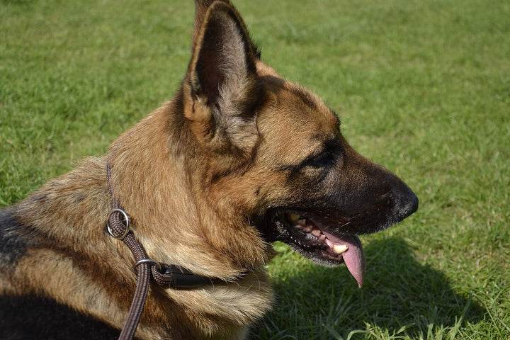 Dingo Retrieverleine Hundeleine aus Seil,Snake'' mit Zugstopp und aufstellbarem Halsband 1,2 x 170 c