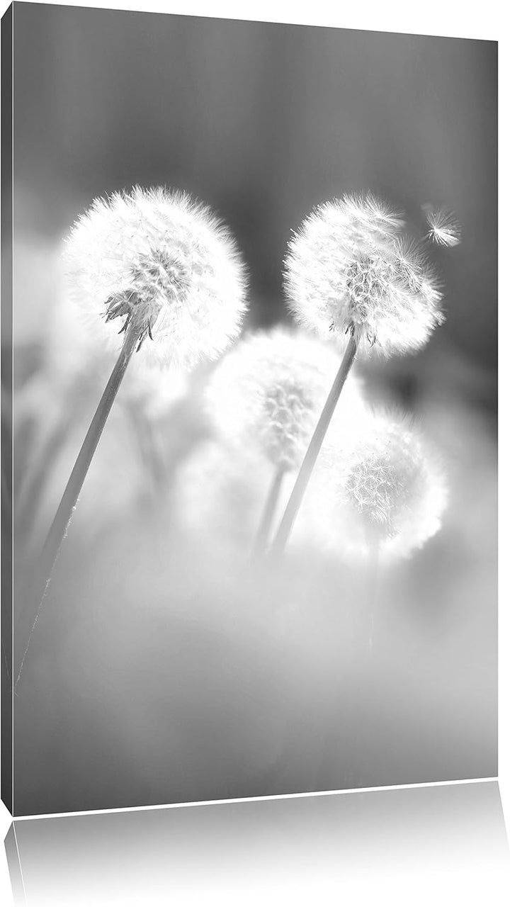 Pixxprint Pusteblumen im morgendlichen Wind Kunst B&W, Format: 100x70 auf Leinwand, riesige Bilder f