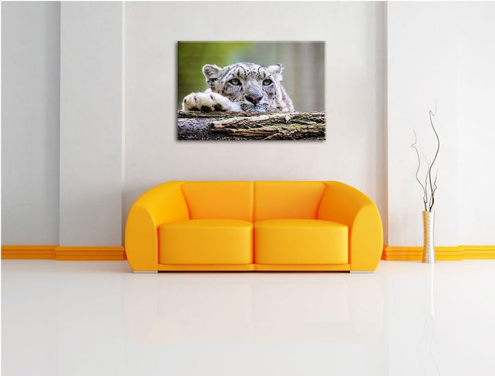 Schöner Leopard, Bild auf Leinwand, XXL riesige Bilder fertig gerahmt mit Keilrahmen, Kunstdruck auf