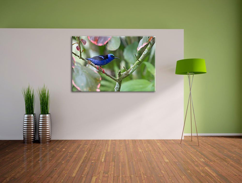 kleiner Türkisnaschvogel auf Ast Leinwand, XXL riesige Bilder fertig gerahmt mit Keilrahmen, Kunstdr