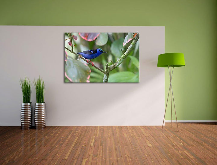 kleiner Türkisnaschvogel auf Ast Leinwand, XXL riesige Bilder fertig gerahmt mit Keilrahmen, Kunstdr