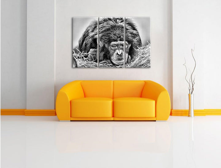 Pixxprint Monocrome, Kleiner Schimpanse im Heu 3-Teiler Leinwandbild 120x80 Bild auf Leinwand