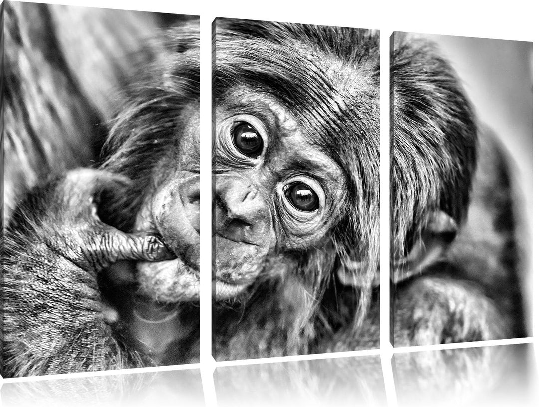 Pixxprint süsses Orang-Utan-Junges als Leinwandbild/Grösse: 3 Teilig (120x80) cm/Wandbild/Kunstdruck