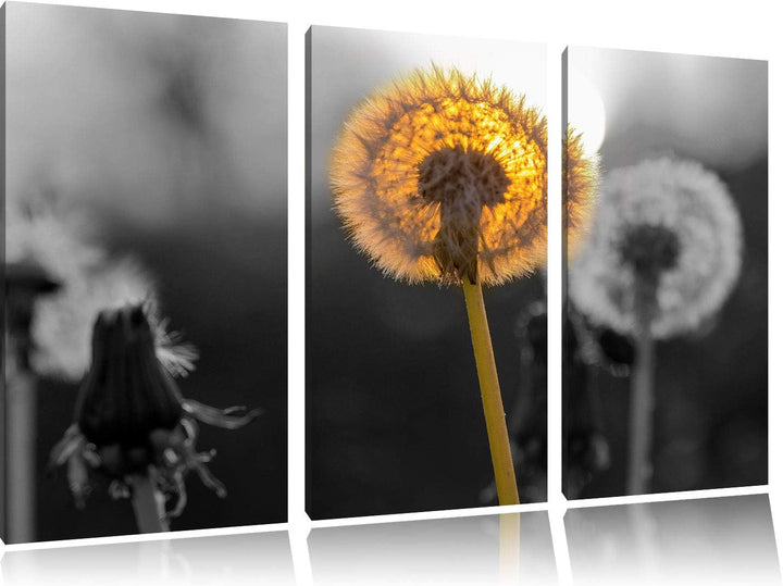 schöne Pusteblumen beim Sonnenuntergang schwarz/weiss 3-Teiler Leinwandbild 120x80 Bild auf Leinwand