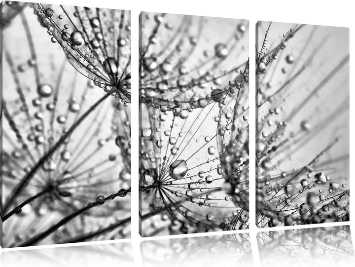 Pixxprint Pusteblumen Tau als Leinwandbild/Grösse: 3 Teilig (120x80) cm/Wandbild/Kunstdruck/fertig b