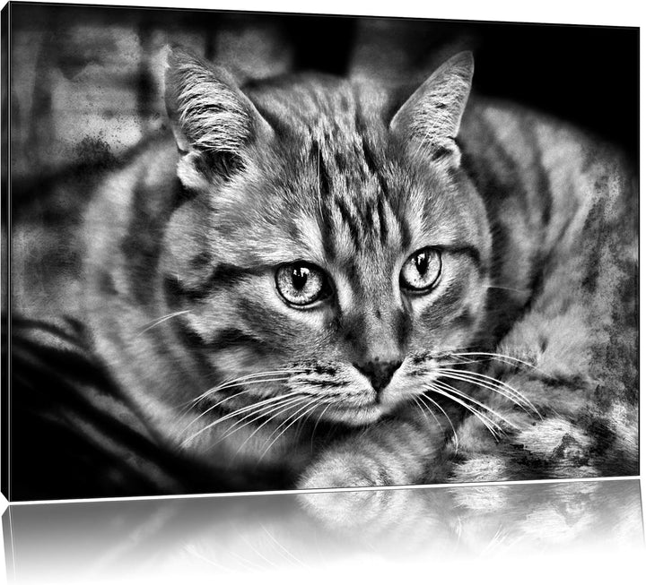 Pixxprint Monocrome, schöne Hauskatze, Format: 100x70 auf Leinwand, riesige Bilder fertig gerahmt mi