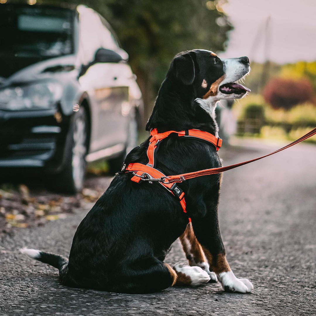 Sprenger Y-Geschirr reflektierend I gepolstert mit weichem strapazierfähigen Neopren I fellschonend