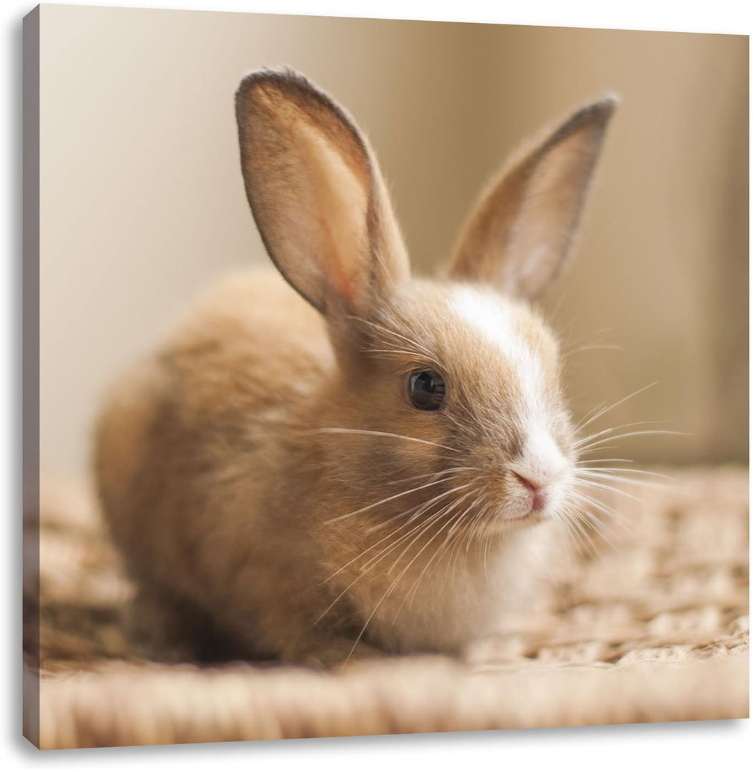 Pixxprint Süsses Kaninchen, Format: 70x70 auf Leinwand, XXL riesige Bilder fertig gerahmt mit Keilra