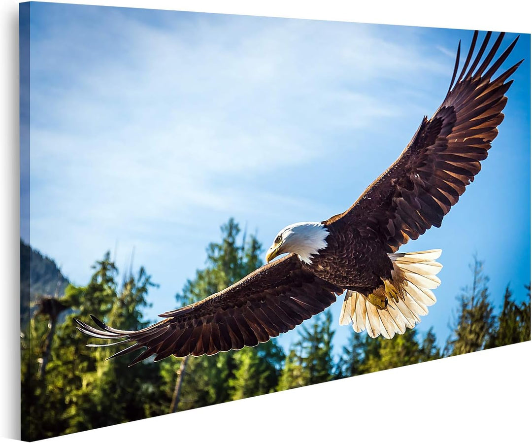 islandburner Bild auf Leinwand Nordamerikanischer Weisskopfseeadler Im Flug Bilder Wandbilder Poster