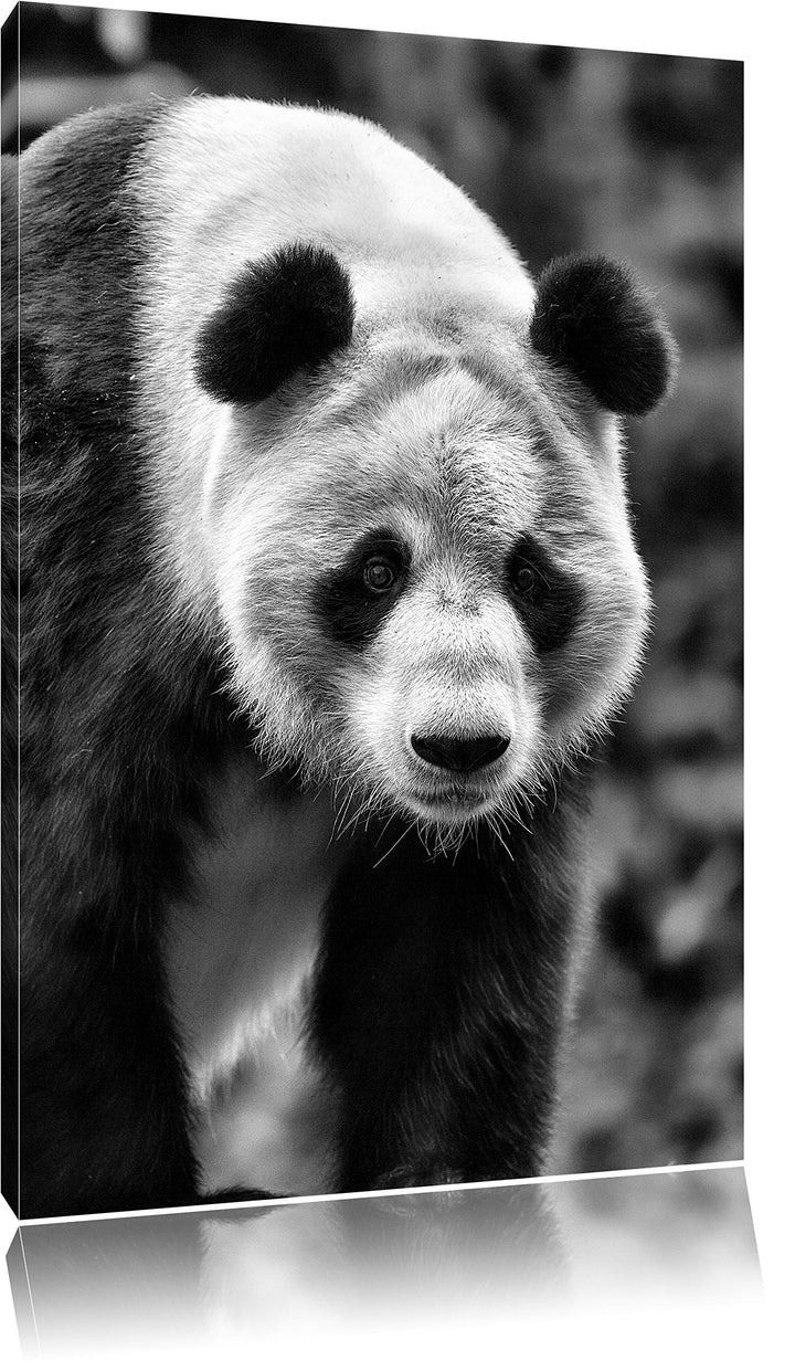 Pixxprint grosser Pandabär / 100x70cm Leinwandbild bespannt auf Holzrahmen/Wandbild Kunstdruck Dekor