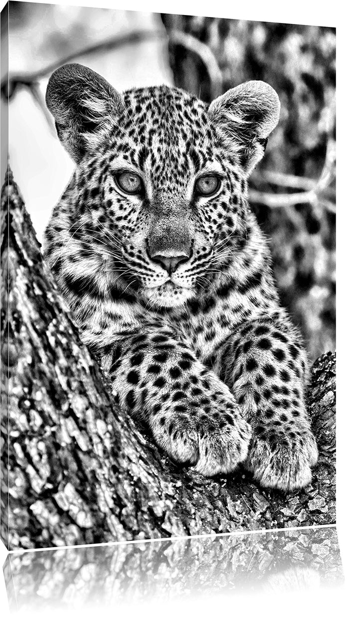 Monocrome, Leopardenbaby, Format: 100x70 auf Leinwand, XXL riesige Bilder fertig gerahmt mit Keilrah