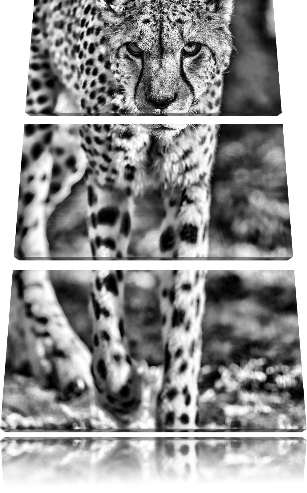 Pixxprint anpirschender Gepard als Leinwandbild/Grösse: 3 Teilig (120x80) cm/Wandbild/Kunstdruck/fer