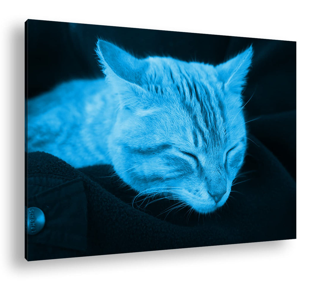 deyoli goldig schlafende Katze Format 80x60 Effekt: Monocrome Blau als Leinwandbild, Motiv fertig ge