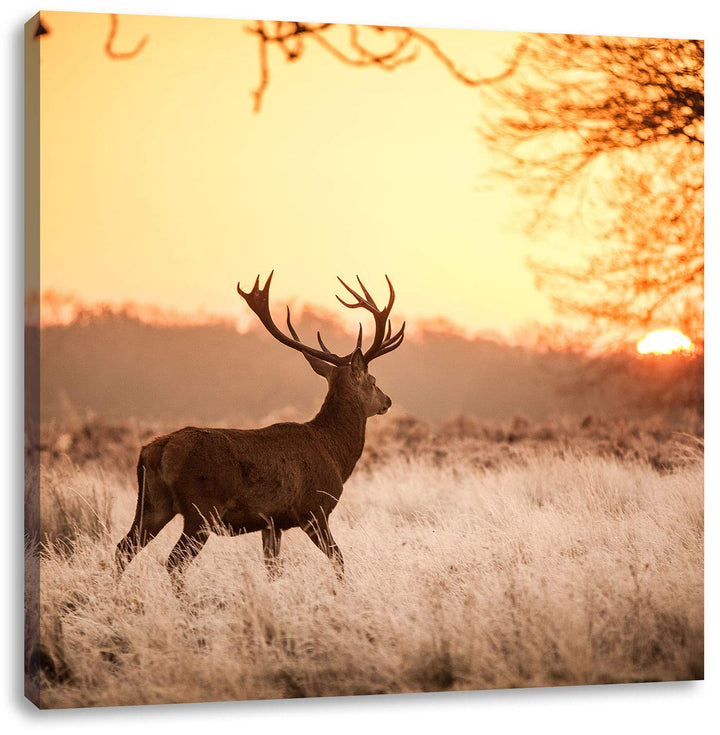 Hirsch im Sonnenuntergang, Format: 70x70 auf Leinwand, XXL riesige Bilder fertig gerahmt mit Keilrah