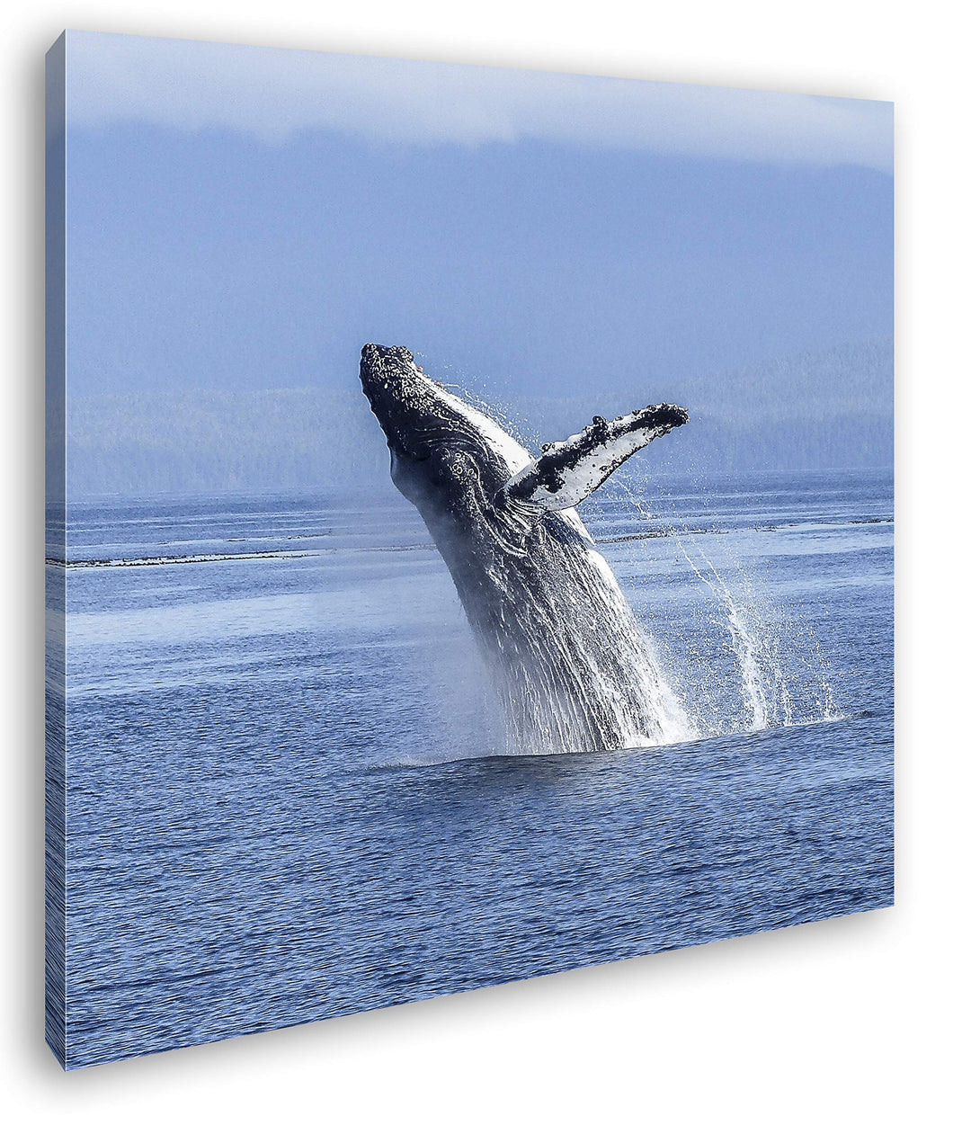 deyoli atemberaubender Buckelwal im Meer im Format: 70x70 als Leinwandbild, Motiv fertig gerahmt auf