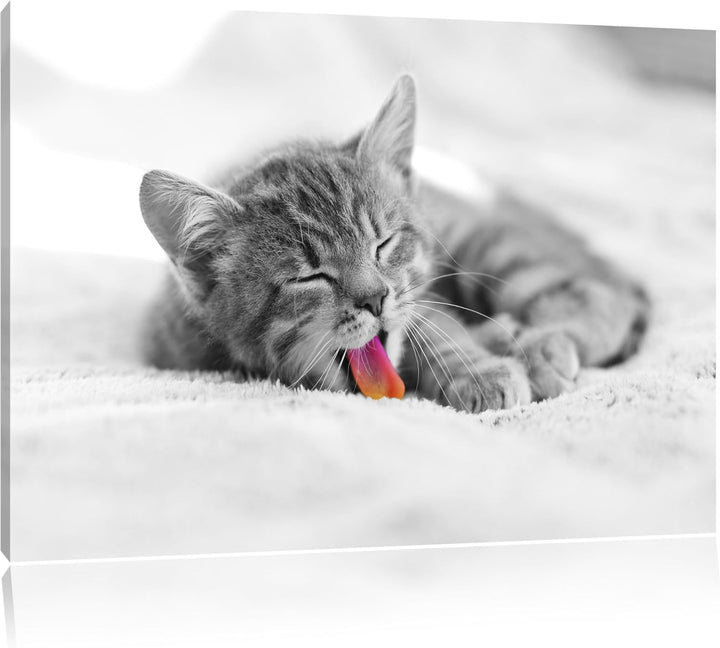 kleines gähnendes Kätzchen schwarz/weiss Format: 100x70 auf Leinwand, XXL riesige Bilder fertig gera