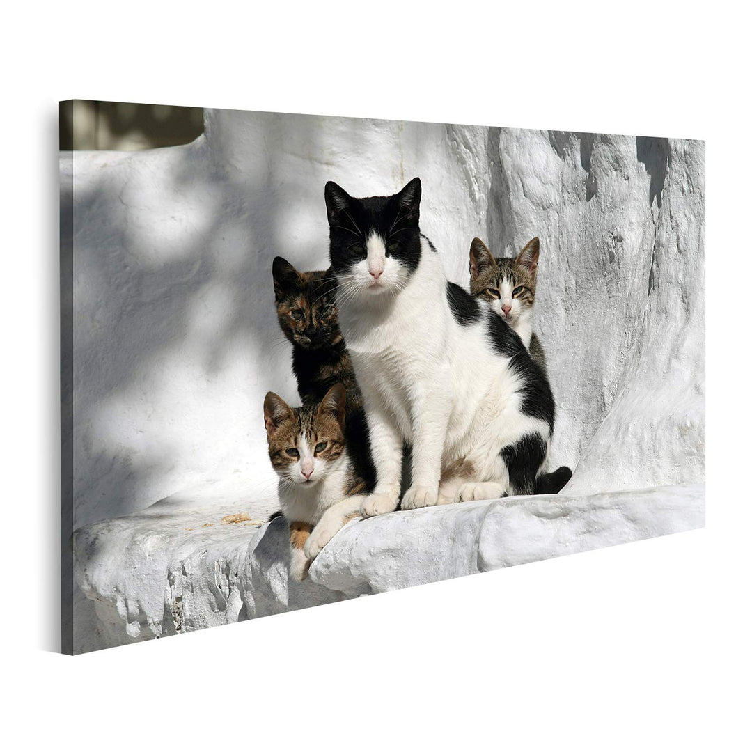 islandburner Bild auf Leinwand Katzen Griechenland Vor Wand Im Griechischen Stil Bilder Wandbilder P