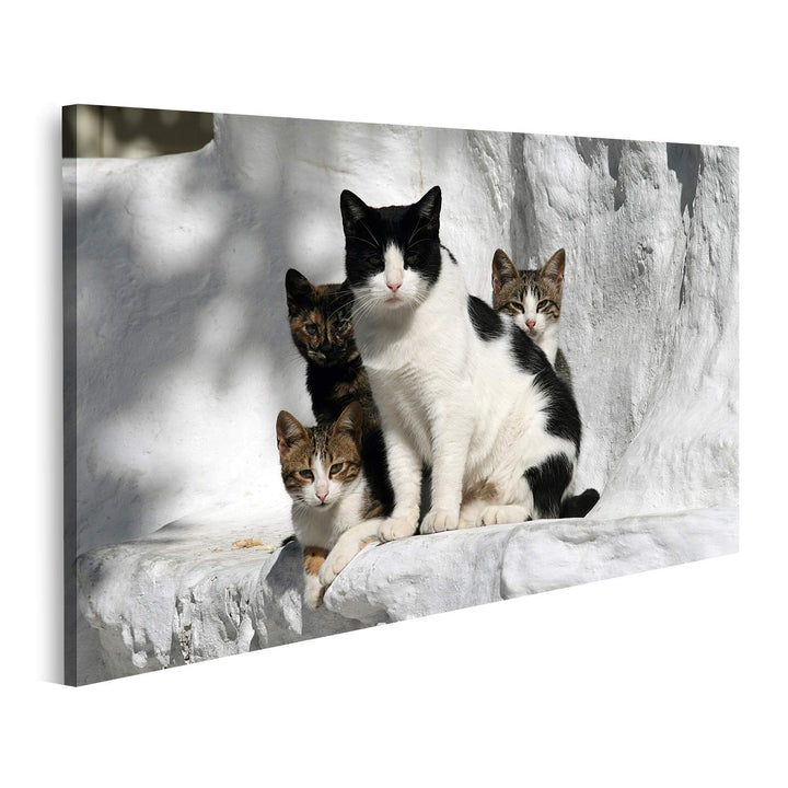 islandburner Bild auf Leinwand Katzen Griechenland Vor Wand Im Griechischen Stil Bilder Wandbilder P