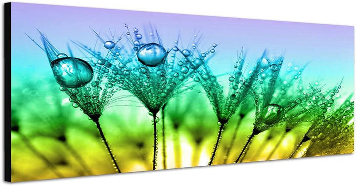 Paul Sinus Art Panoramabild auf Leinwand und Keilrahmen 150x50cm Pusteblumen Löwenzahn Wassertropfen