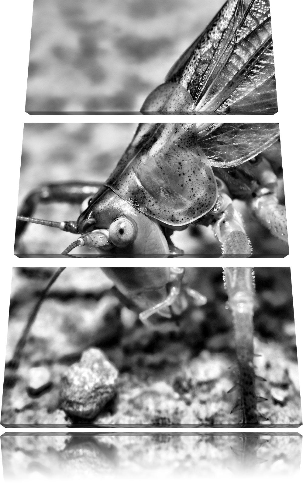 Pixxprint schöne Heuschrecke als Leinwandbild/Grösse: 3 Teilig (120x80) cm/Wandbild/Kunstdruck/ferti