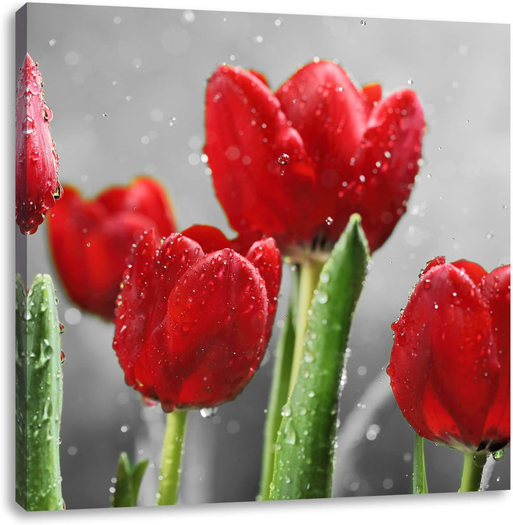 Pixxprint Rote Tulpen mit Tropfen bedeckt Schwarz/Weiss, Format: 70x70 auf Leinwand, 70x70
