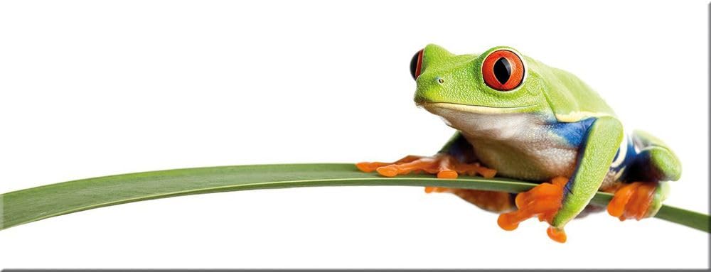 artissimo, Glasbild, 80x30cm, AG1968A, Little Frog, Frosch, grün, Bild aus Glas, moderne Wanddekorat
