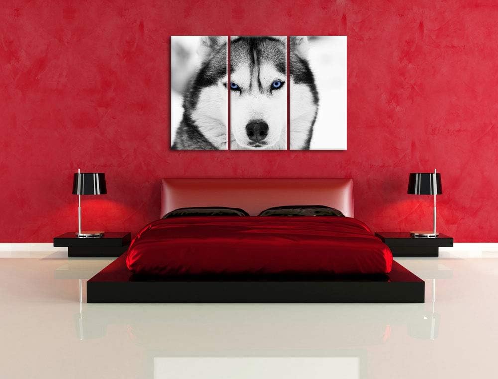 Pixxprint Husky mit blauen Augen als Leinwandbild | Grösse: 3 Teilig (120x80) | Wandbild| Kunstdruck