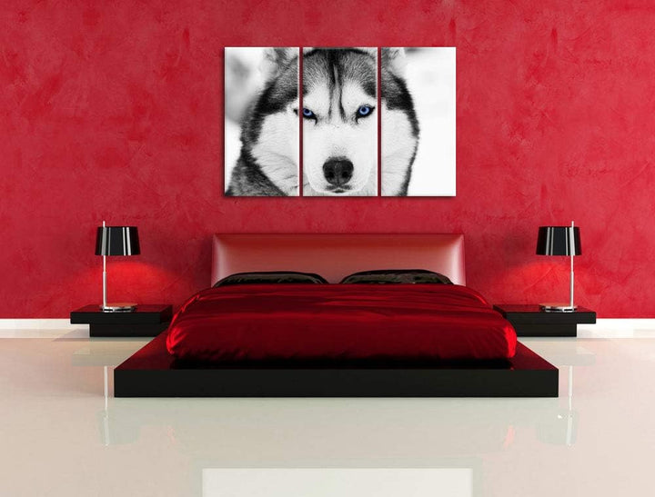Pixxprint Husky mit blauen Augen als Leinwandbild | Grösse: 3 Teilig (120x80) | Wandbild| Kunstdruck