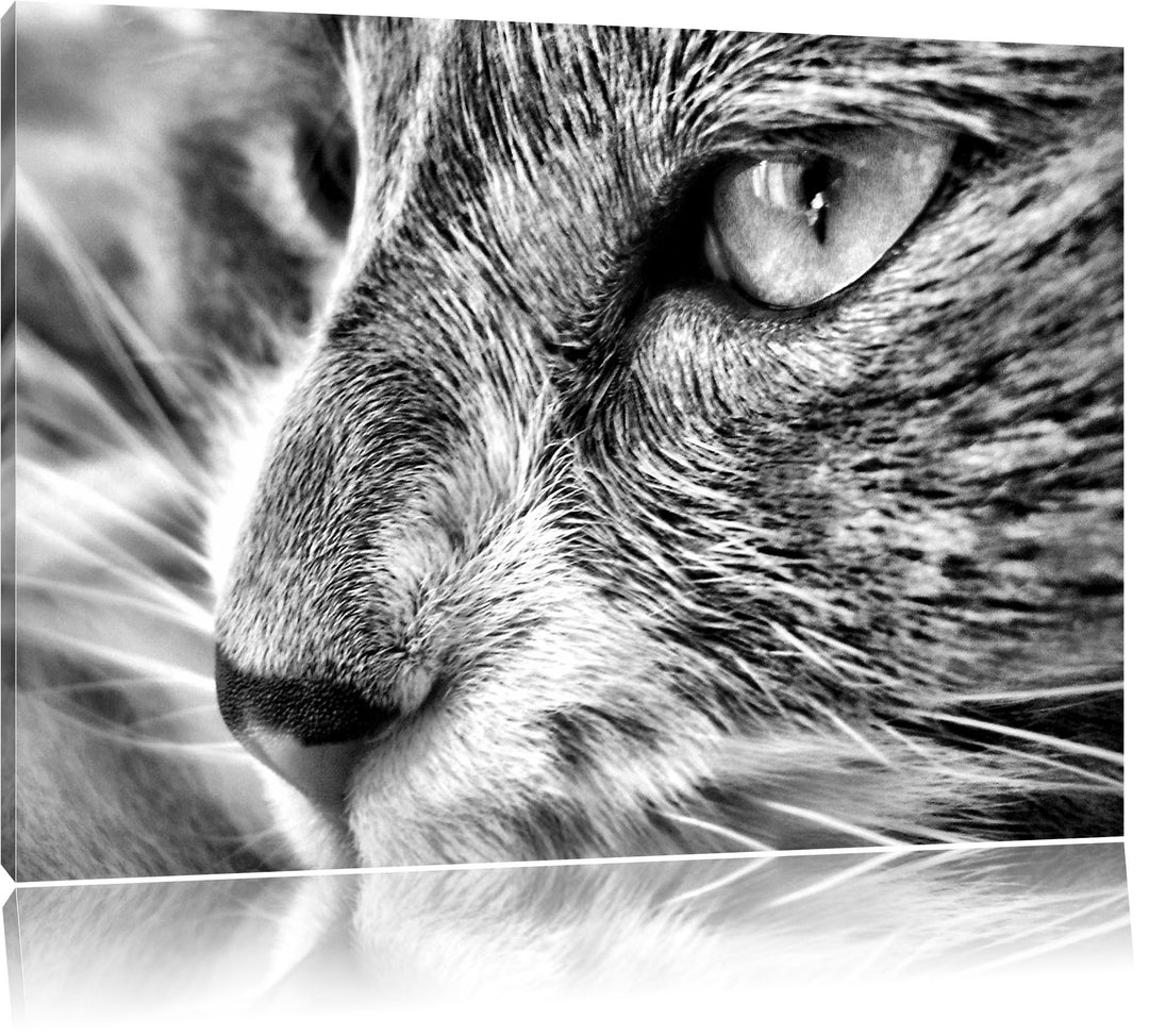Pixxprint Katze mit blauen Augen als Leinwandbild/Grösse: 100x70 / Wandbild/Kunstdruck/fertig bespan
