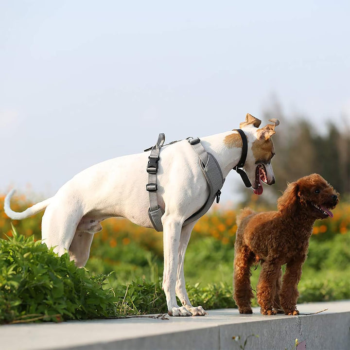 TRUE LOVE Hundegeschirr Outdoor Adventure II Reflektierende Weste mit 2 Leinenbefestigungen passende