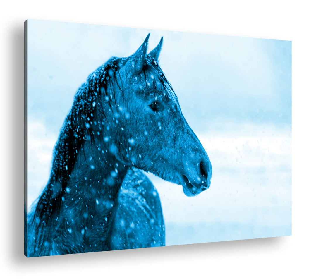 deyoli elegantes Pferdportät im Winter Format 80x60 Effekt: Monocrome Blau als Leinwandbild, Motiv f