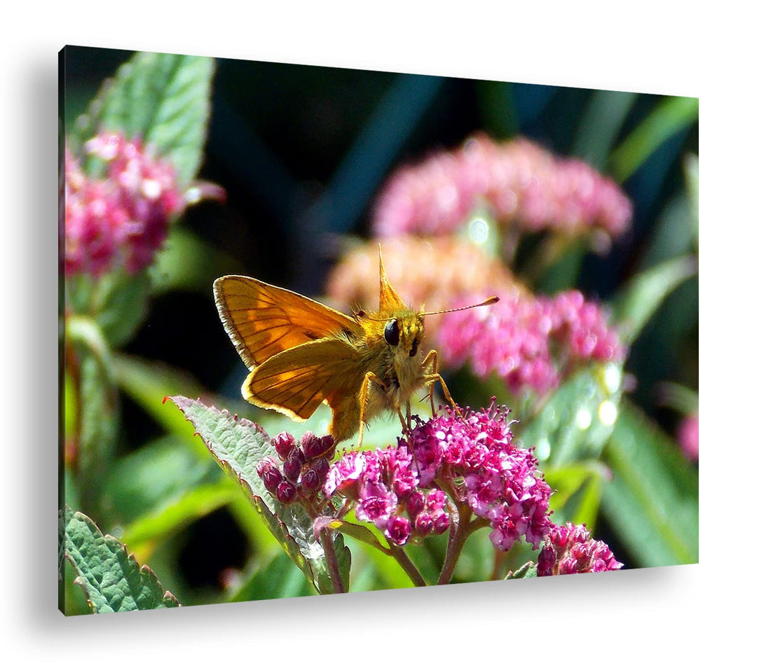 deyoli schöner Falter auf violetter Blume im Format: 80x60 als Leinwandbild, Motiv fertig gerahmt au
