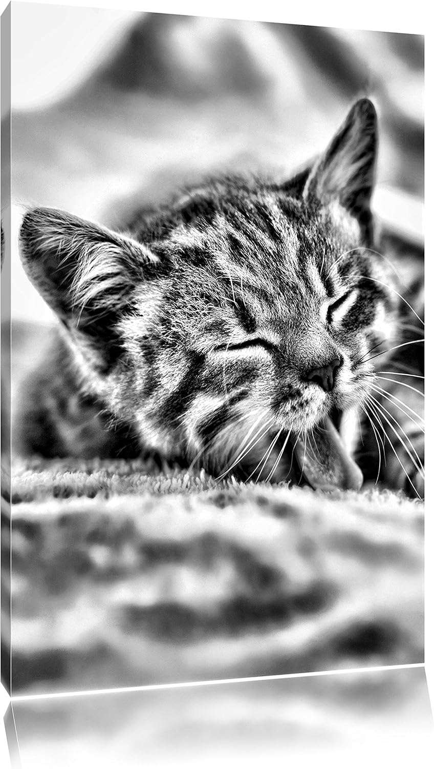 Pixxprint Kleines Kätzchen als Leinwandbild | Grösse: 100x70 cm | Wandbild | Kunstdruck | fertig bes